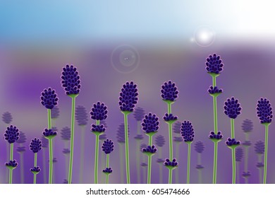 Lavender field. Vector illustration.