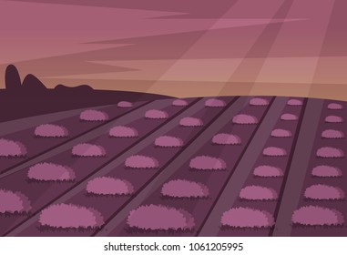 Lavender field vector landscape nature violet flower sunlight purple lavande evening natural beautiful countryside blooming illustration. Natural floral blue herb aromatherapy agriculture blossom.