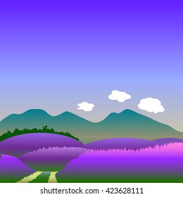 Lavender fields summer landscape vector illustration with text place, blooming lavender fields image, violet lavender fields of France, lavender fields on summer, lavender fields landscape with road