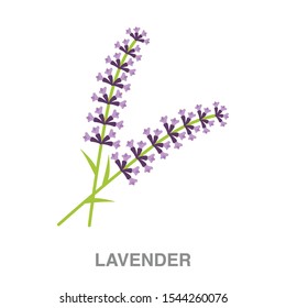 Lavender flat icon on white transparent background. You can be used lavender icon for several purposes.