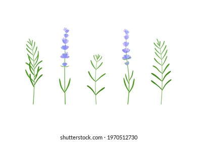 lavender flor and leaves set. beautiful fresh floral cut fragrant lavende plant. hand drawn style. elements for the design of greeting cards, wrapping paper, fabric products on white background