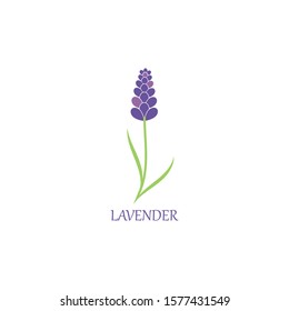 lavender floral aromatic logo vector icon illustration design 