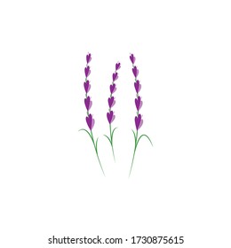 lavanda floral aromático logo vectorial icono diseño
