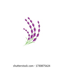 lavender floral aromatic logo vector icon illustration design