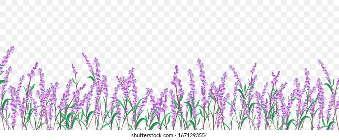 Lavender floral border on transparent background. Spring season vector banner design.