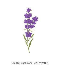 Flor botánica floral de lavanda con hojas verdes. Flor silvestre de dibujo a mano vectora, flor de lavander lilac. Hierba acrobática lavandula