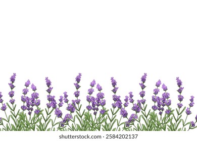 Lavender floral garden in watercolor vector background. Purple abstract wallpaper design with flowers