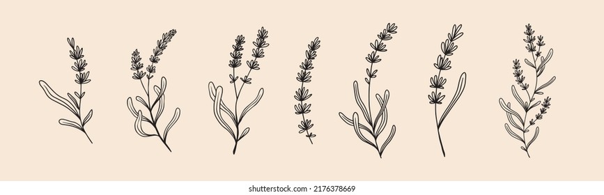 Lavender floral illustration for badges and logo. Minimalist stamp labels for tag with isolated lavender flower. Hand drawn natural design element in simple vintage style.