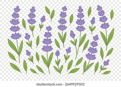 Lavender floral set in cartoon style, perfect for spring designs, packaging, kids decor, greeting cards, wellness projects. Hand drawn simple flat vector illustration on transparent background