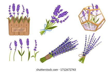 Lavender Floral Twigs Tied in Bunches, Growing in Flowerbed and Scattered Vector Set