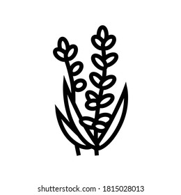 lavender flower aromatherapy line icon vector. lavender flower aromatherapy sign. isolated contour symbol black illustration