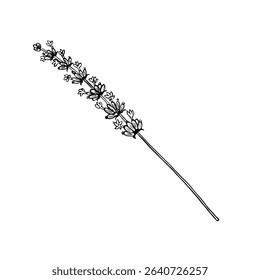 Lavender flower. Black and white vector, hand-drawn graphic illustration. A design element for packaging, postcards, and labels. For banners, flyers and posters.