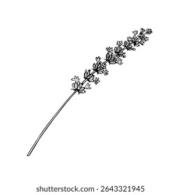 Lavender flower. Black and white vector, hand-drawn graphic illustration. A design element for packaging, postcards, and labels. For banners, flyers and posters.