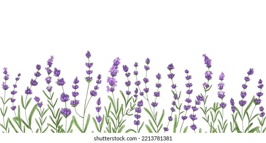 Lavender Flower Border. Floral Lavanda Decor Design. Botanical Decoration With Lavendar Plants, Violet Blossomed Herbs, French Blooms And Leaf. Drawn Vector Illustration Isolated On White Background