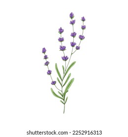 Rama floral de lavanda. Lavanda francesa, planta herbaria floral con flores moradas. Venecia lavandula. Hierba violeta de lavander. Ilustración del vector de dibujo manual botánico aislada en fondo blanco