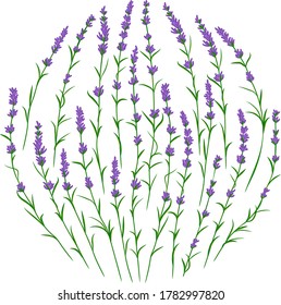 Lavender flower branches in circle shape vector ittustration. Postcard layout mockup
