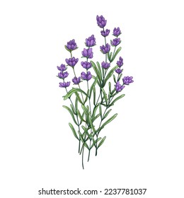 Flor de lavanda. Ramo de lavanda de campo. Dibujo botánico de lavendar. Flores florales aromáticas. Flores silvestres francesas. Ilustración vectorial dibujada realista de vintage aislada en fondo blanco