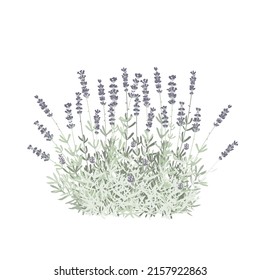 Buque de flores de lavanda aislado vector Ilustración. Para etiqueta, embalaje, tarjeta. Hierba de sanación y cosmética. Planta médica. Para productos naturales y ecológicos. Ilustración vectorial.