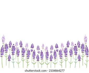 Es una flor de lavanda.