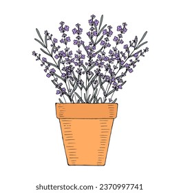 Flor de lavanda en una olla de arcilla en el jardín. Elemento vector dibujado a mano para el diseño