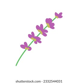 Lavender flower close up. Aroma wild plant. Flora and botany. Flat vector illustration isolated on white background