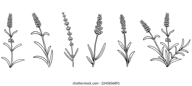 	
Lavender flower collection. Set of Lavandula Floral botanical flower. Isolated illustration element. Vector hand drawing wildflower for background, texture, wrapper pattern, frame or border.