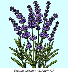 Lavender Flower Colored Cartoon Illustration
