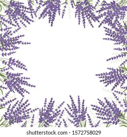 Lavender flower design background frame. Vector illustration