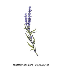 Flor de lavanda ramificación detallada en la ilustración vectorial del estilo de boceto dibujado a mano aislada en el fondo blanco. Elemento de diseño de lavanda para aromaterapia o tarjetas de boda.