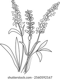 Lavender flower drawing, a branch of the botanical summer collection, ink illustration vector art of Lavender bouquet, hand-drawn artistically design elements