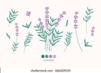 Flores de lavanda para el diseño del logotipo.Ilustración de hierbas dibujadas a mano.Ilustración botánica moderna