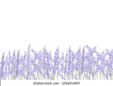 lavender flower filed  vector. floral isolate on white background.