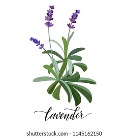 Lavender flower in flat style. Hand written text. Vector