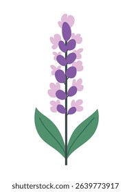 Lavender flower. Flat vector clipart, illustration with isolated background.