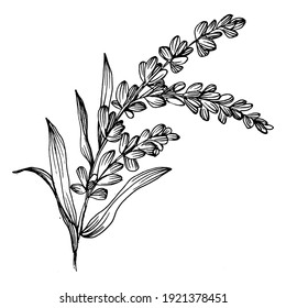 lavender flower. Floral botanical flower. Isolated illustration element. Vector hand drawing wildflower for background, texture, wrapper pattern, frame or border.
