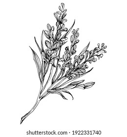 Page 7 | Lavender Plant Drawing Images - Free Download on Freepik