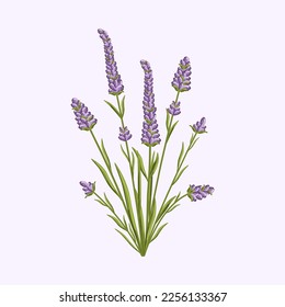 Flor de lavanda. Diseño floral para postales, afiches, anuncios, decoración, tela y otros usos. Dibujo vectorial aislado del aromático ramo francés.