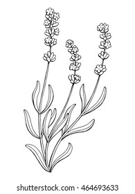 Lavender flower graphic art black white isolated illustration vector