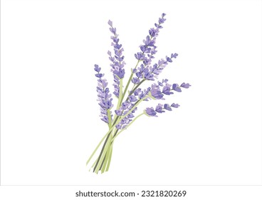 lavender flower hand drawn vector design 