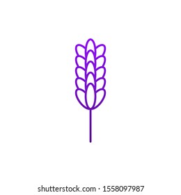lavender flower icon design vector illustration
