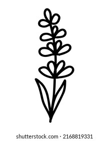 Icono de Flor de lavanda. Ilustración vectorial de contorno de moda de flor para sitios web y aplicaciones móviles. Dibujo botánico del contorno del logo. Estilo de garabato delgado.