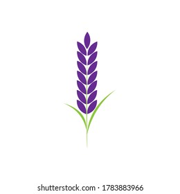lavender, flower illustration logo vector