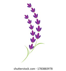 lavender, flower illustration logo vector