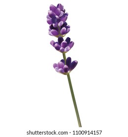 Lavender Flower isolated on white background, mesh vector illustration.