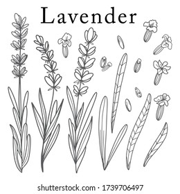Lavender flower. Isolated outlined vector set on white. Herbal and cosmetic plant. Eco and health related organic product design elements. Hand drawn illustration. Menu, tee package, print decor.
