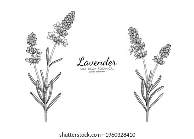 Lavender flower and leaf hand drawn botanical illustration with line art.