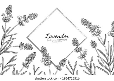 Flor de lavanda y pintura botánica de hoja con arte de línea.