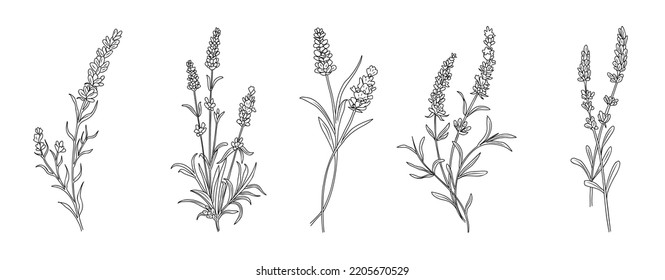 Dibujo de arte de flor de lavanda. Esbozo de tinta negra dibujado a mano. Diseño moderno para tatuajes, invitación a la boda, logotipo, tarjetas, embalaje y etiquetado. Ilustración de vectores de vegetación rústica botánica de moda.