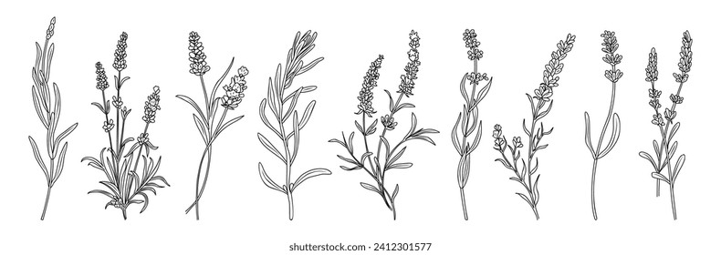 Vector aislado de dibujo de líneas florales de lavanda.