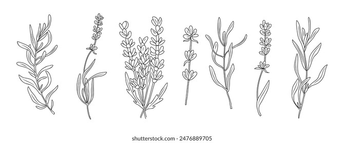 Dibujo de arte de la línea de flor de lavanda. Esbozo de tinta negra. Diseño moderno para el tatuaje, invitación de boda, logotipo, tarjetas, embalaje. Ilustración vectorial verde de moda aislada. Hecho a mano, no generado por IA